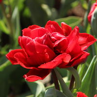 Gefllte Tulpe 'Red Princess’