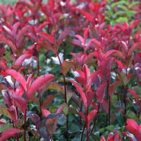 Glanzmispel 'Red Robin'