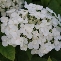 Hortensien