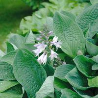 Hosta sieboldiana 'Elegans'