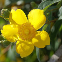 Johanniskraut