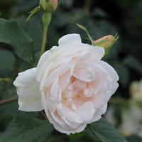 Rose 'Mme Alfred Carrire'