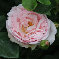 Besonders winterharte Rosen