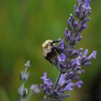 Lavendel 'Vera' im 1,3 lt. Vierecktopf