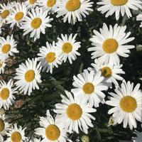 Margerite - Leucanthemum