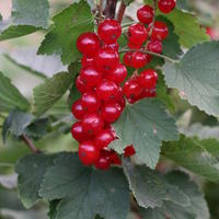 Lowberry Rote Johannisbeere 'Ribiseli Rotelli'