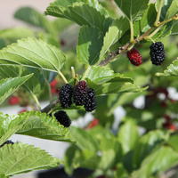Maulbeerbaum 'Mulle'