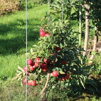 Zwergapfelbaum Maloni Lowfruit 'Gullivers'