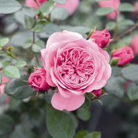 Mini-Kletterrose 'Eva