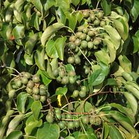 Bestes Aroma: 'Fresh Jumbo'