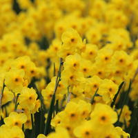 Narcissus Jonquilla