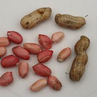 Erdnusspflanzen - (Not) Just Peanuts