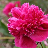 Paeonia x lactiflora 'Inspecteur Lavergne'