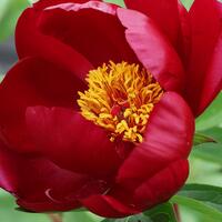 Paeonia x lactiflora 'Black Star'