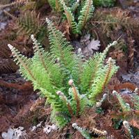Flaumfeder-Filigran-Farn 'Plumosum Densum'