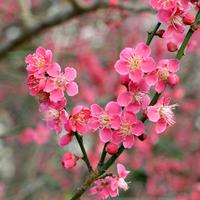 Japanische Zieraprikose 'Beni-chi-dori'