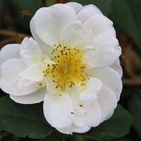 Himmelstrmer Rosen (500-800 cm)