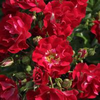 Ramblerrose 'Rambling Rosie'