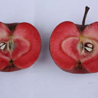 Redlove Calypso