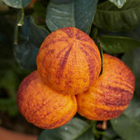 Regenbogen-Orange 'Arcobal'