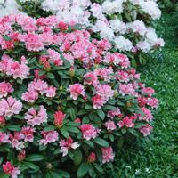 Rhododendron (Rhododendron yakushimanum) 'Frhlingsanfang' INKARHO