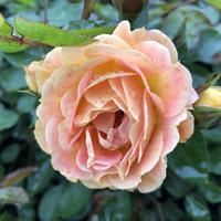 Bodendeckerrose ‘Bessy’