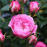 Rosier 'Blush Pixie�'