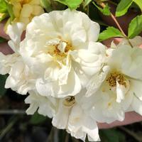 Rose 'Christine Hlne'