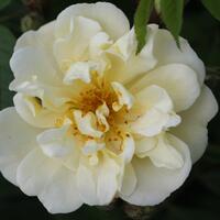 Rose 'Christine Hlne'