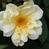 Rose 'Christine Hlne'