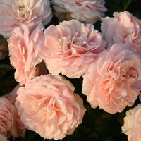 Beetrose ‘Cremosa’