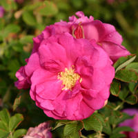 Rose 'David Thompson'