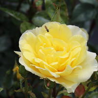 Rose 'Golden Showers'