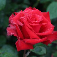 Rose Grande Amore�