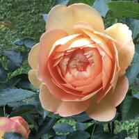 Stammrose 'Lady of Shalott'