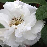 Rose 'Louise Bugnet'