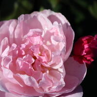 Rose 'Mary Delany'