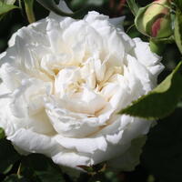 Rose 'Mme Alfred Carrire'