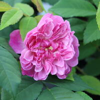 Rose 'Romantic Siluetta'