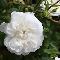 Rose 'Sander's White Rambler'