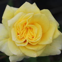 ‘Souvenir de Marcel Proust’