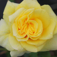 ‘Souvenir de Marcel Proust’