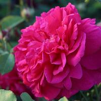 Stammrose 'Thomas � Becket�'