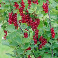 Rote Johannisbeere Ribest Sonette