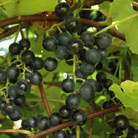 Schlaraffentraube 'Buffalo Blue'