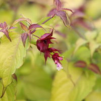 Schne Leycesterie (Leycesteria formosa) 'Golden Lanterns' 