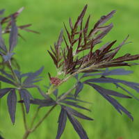 Geschlitztblttriger Holunder (Sambucus nigra) 'Cherry Lace’
