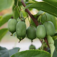 Selbstfruchtende Kiwi