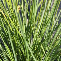 Sesleria - Blaugras