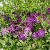 Vinca minor violett blhend (12er Set)